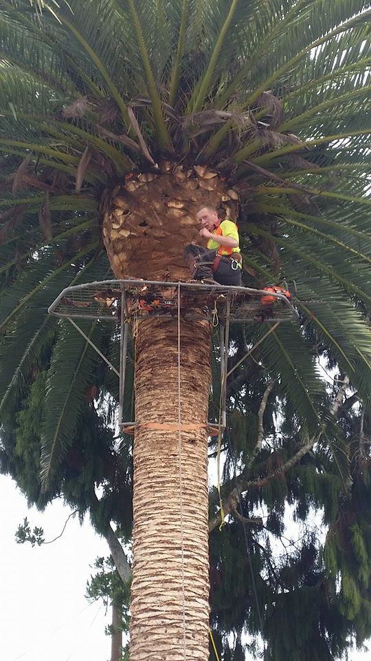 palm trimming removal Nelson