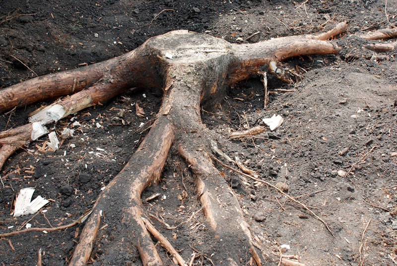 Stump Removal